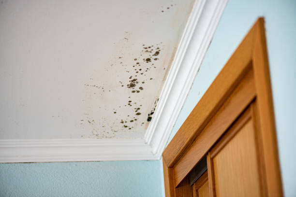 Professional Mold Remediation in Valley Center, CA