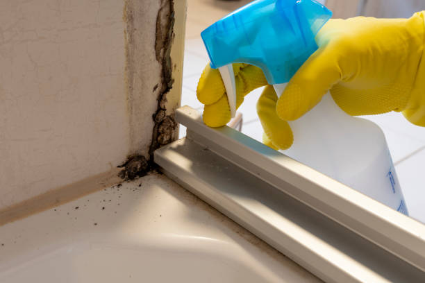 Best Emergency Mold Remediation in Valley Center, CA